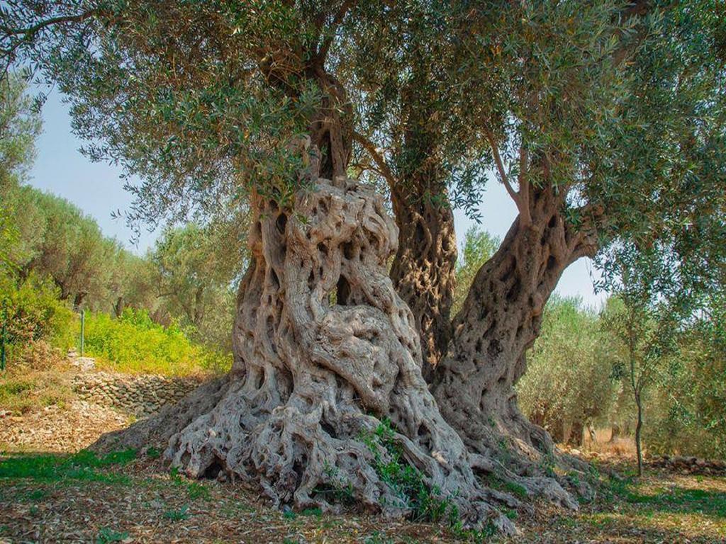 Holiday Park Olive Tree Ülgün Dış mekan fotoğraf